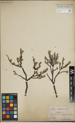 Foto von Salix lapponum L.